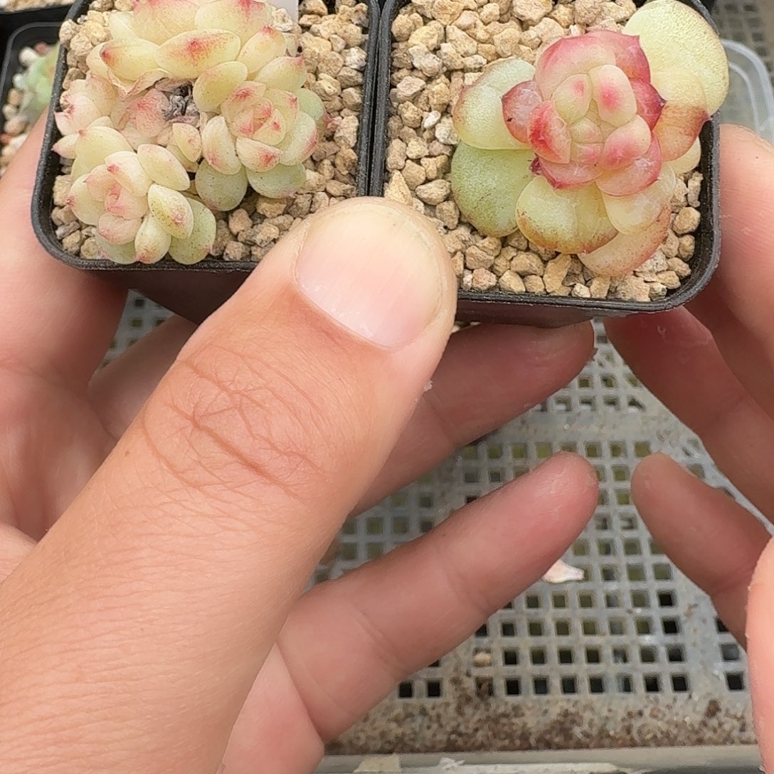 华***仔816桃喜石化加五头多肉