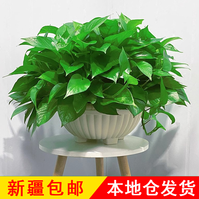 新疆包邮大绿萝盆栽室内绿植净化空气除甲醛好养花卉