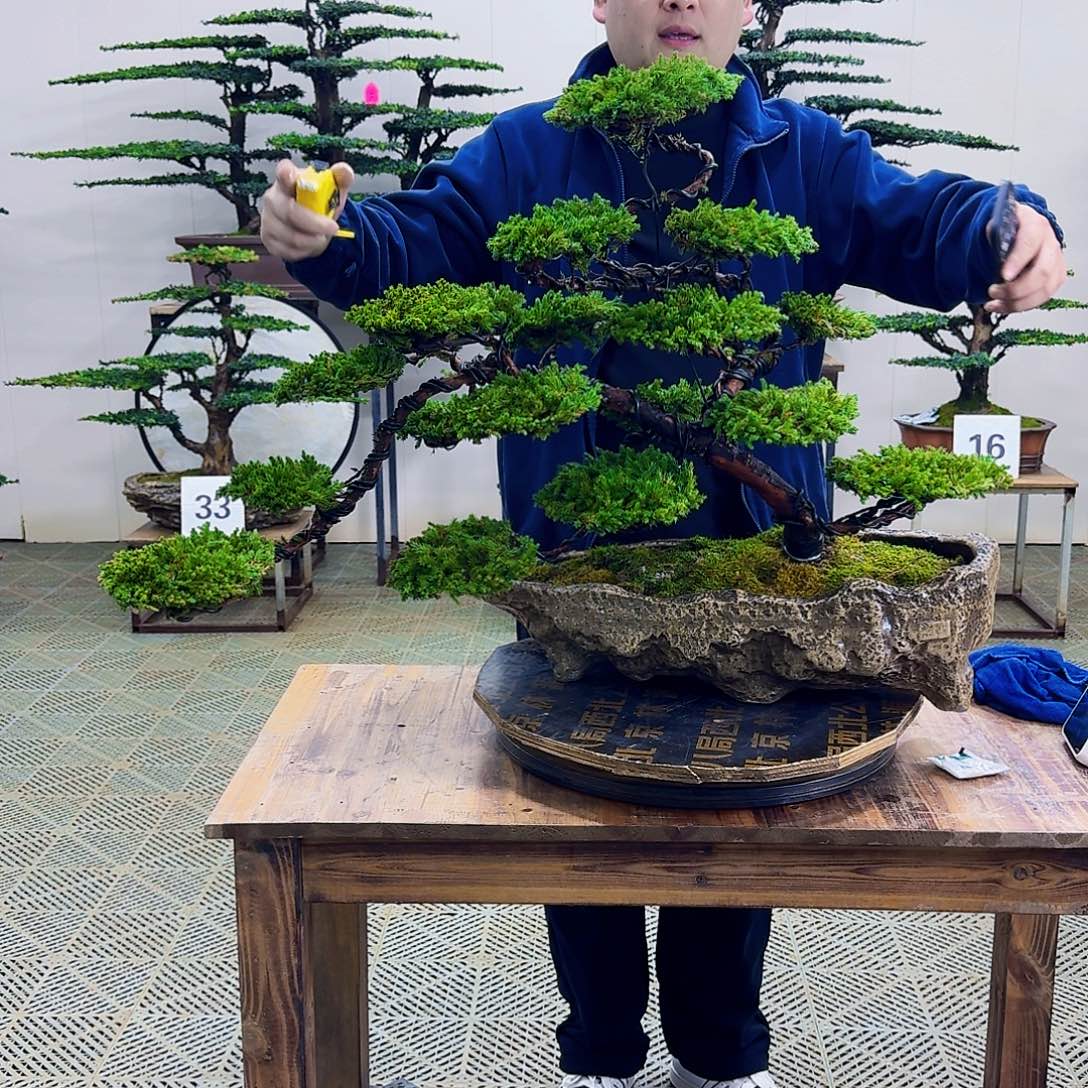 无花朵柏树造型盆景