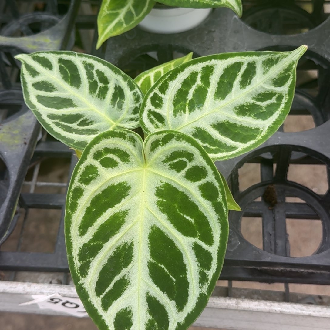 完全开放D125银刷子