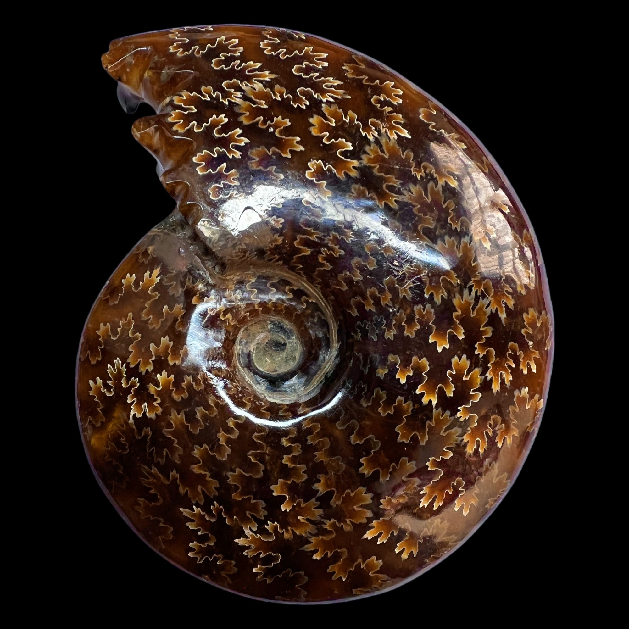 【 叶菊石(摆件)】120.6mm含支架 玉化马达加斯加 N-41 创意饰品 D6