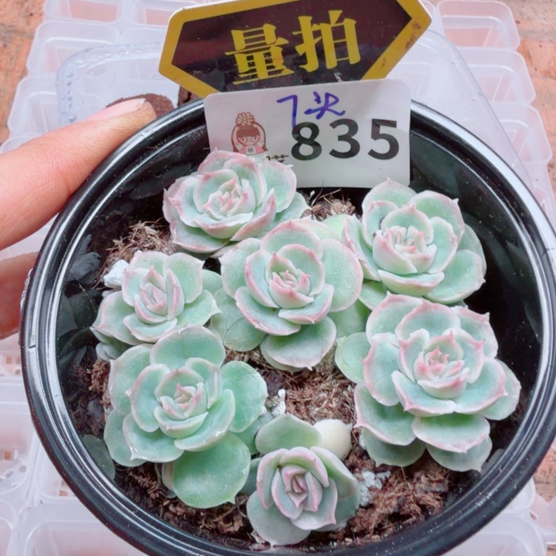 多肉植物多肉植物