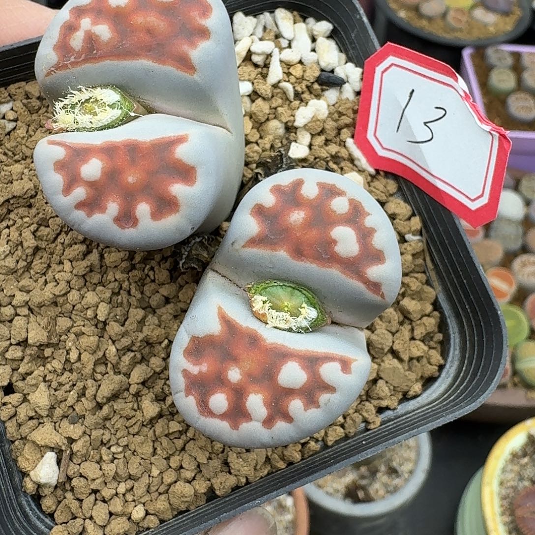 13多肉哈哈哈哈哈哈