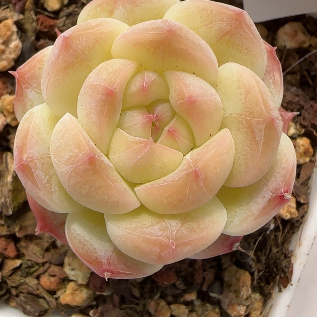 花语逸境0212-232