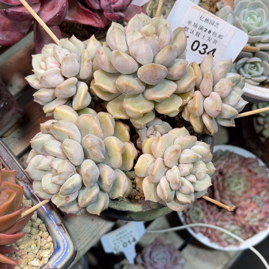 超奶多肉植物funvjinnm