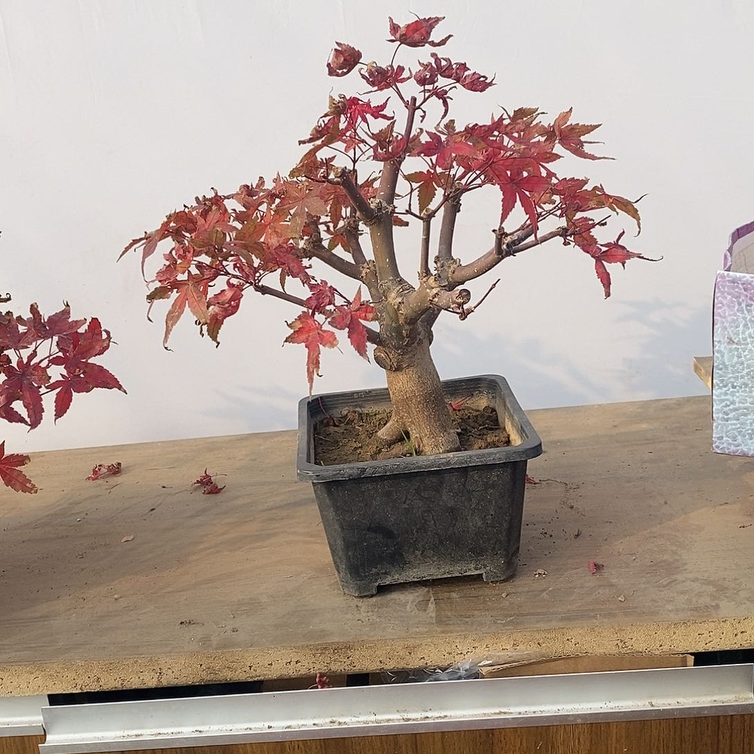 无花朵初星星枫树