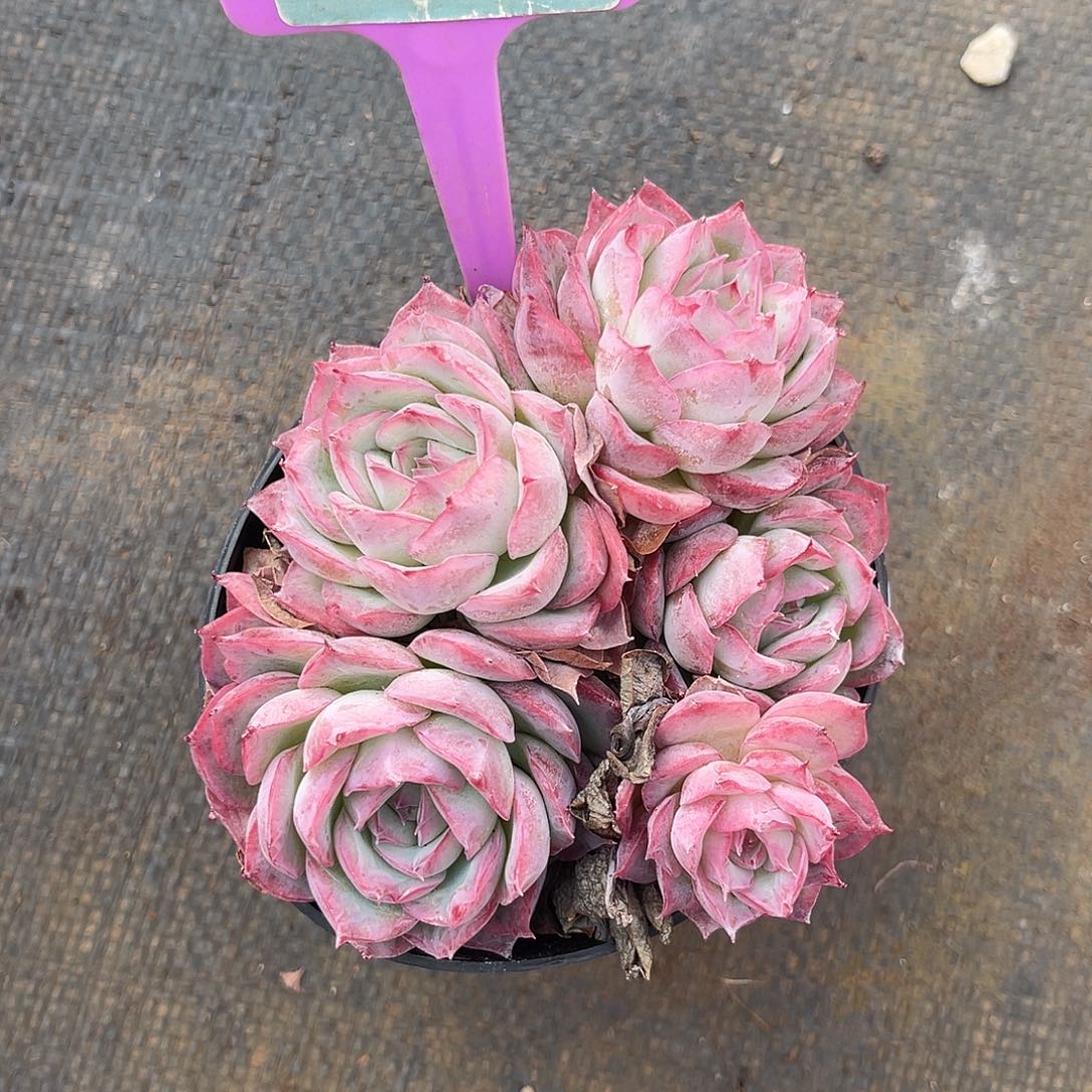 云尘多肉一物一拍 168,