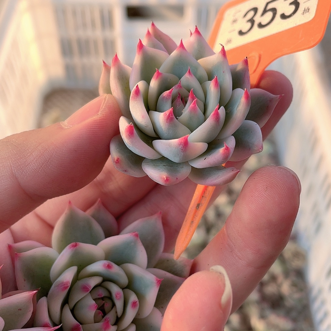 2***_353号多肉植物盆栽