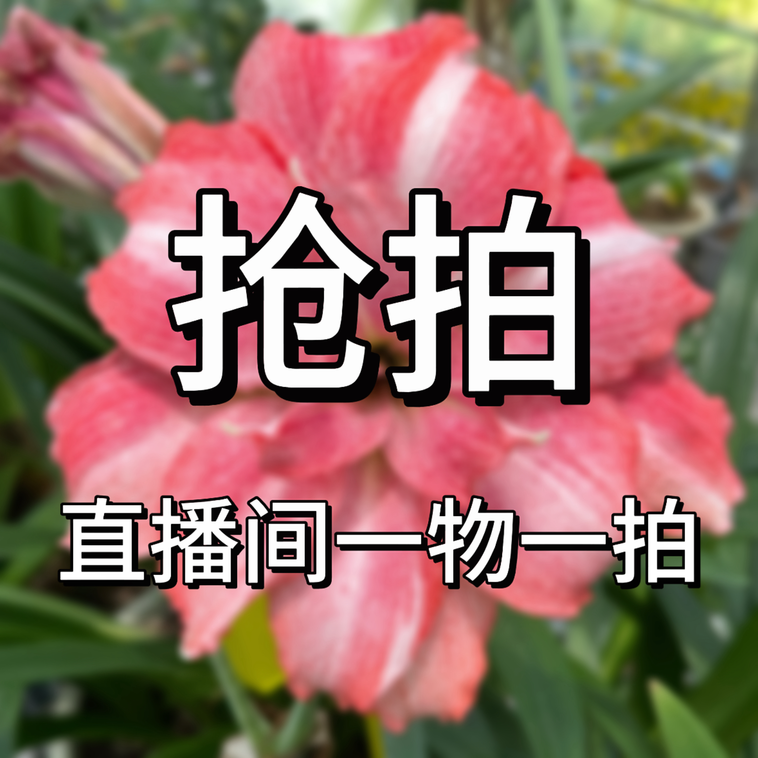 〔抢拍 朱顶红    厘米）包对版 苗情好