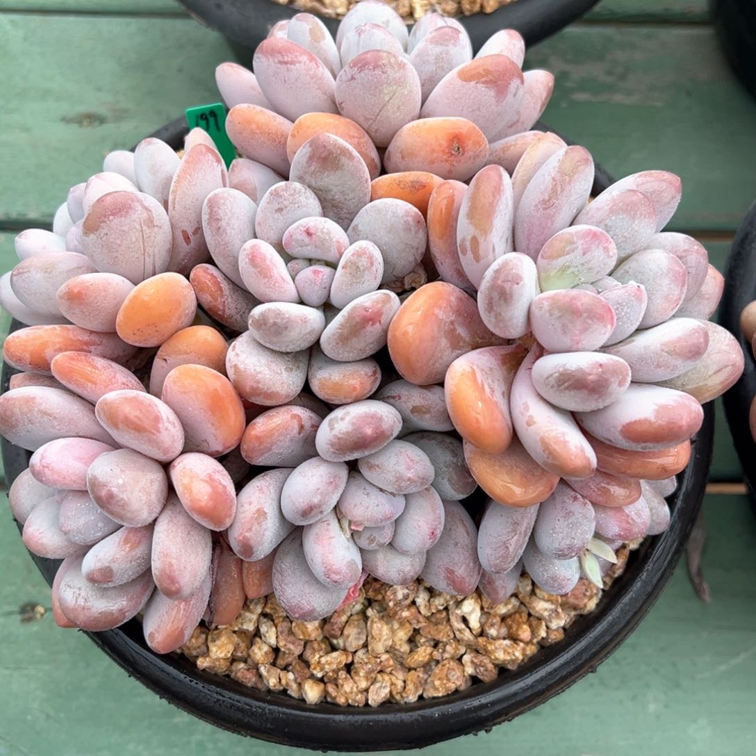 圆叶香水多肉植物