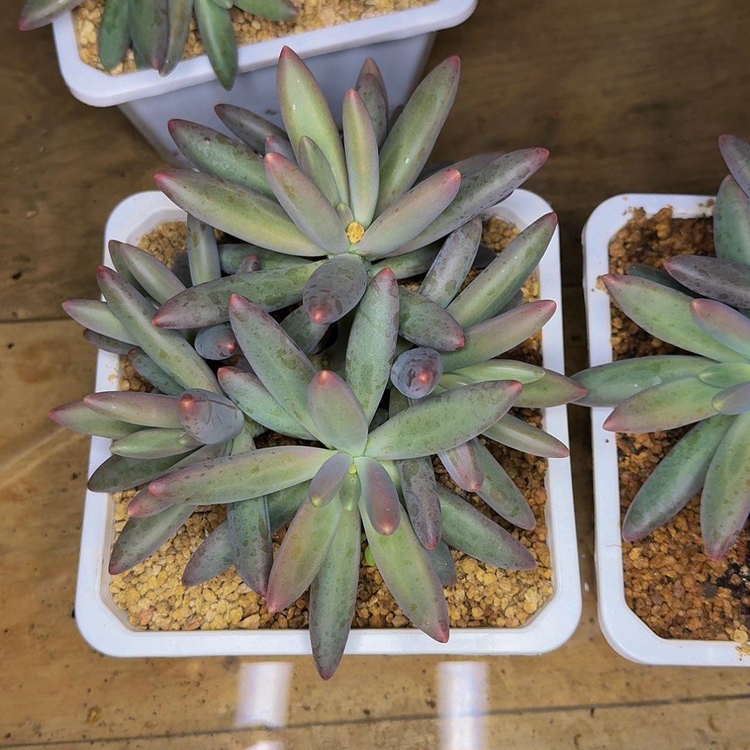 花***Jyanhua一颗发货花姐姐