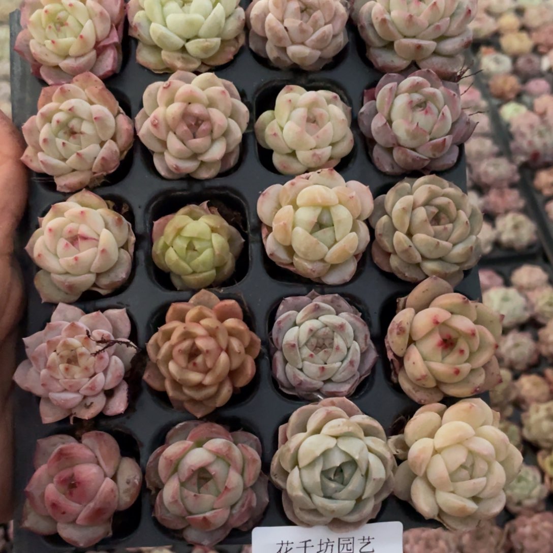 一物一拍20棵小苗29-275