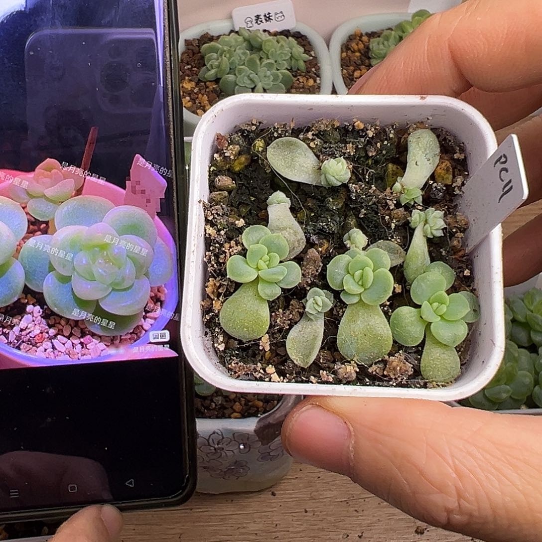 Pc11 买3大送6小 送的无售后