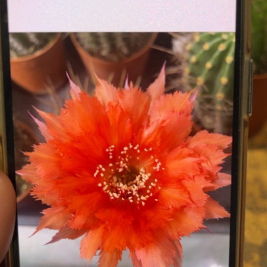 露露彩草红羽毛双球