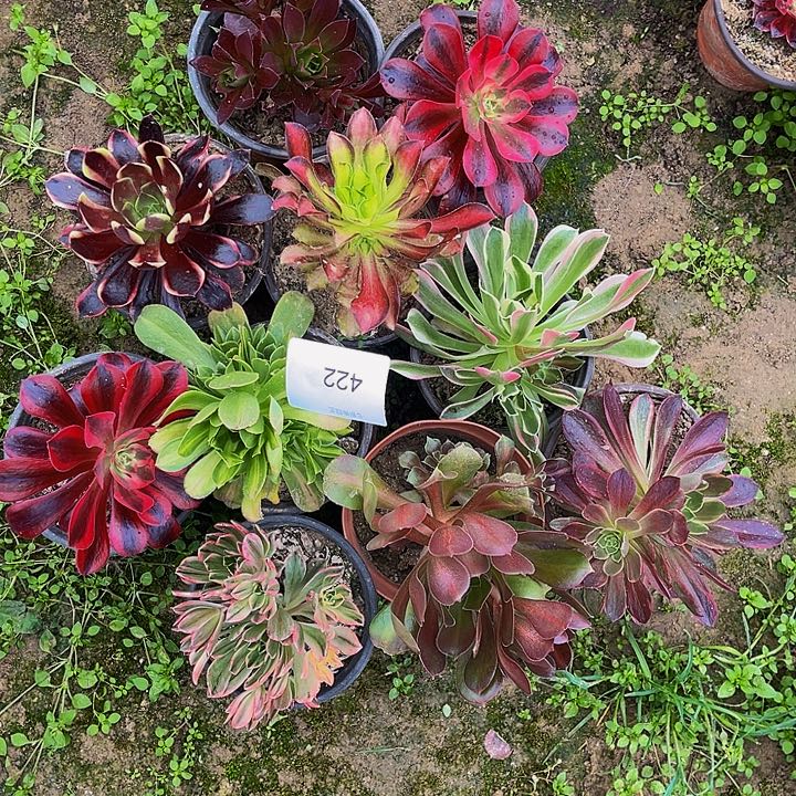 法师锦多肉组合422