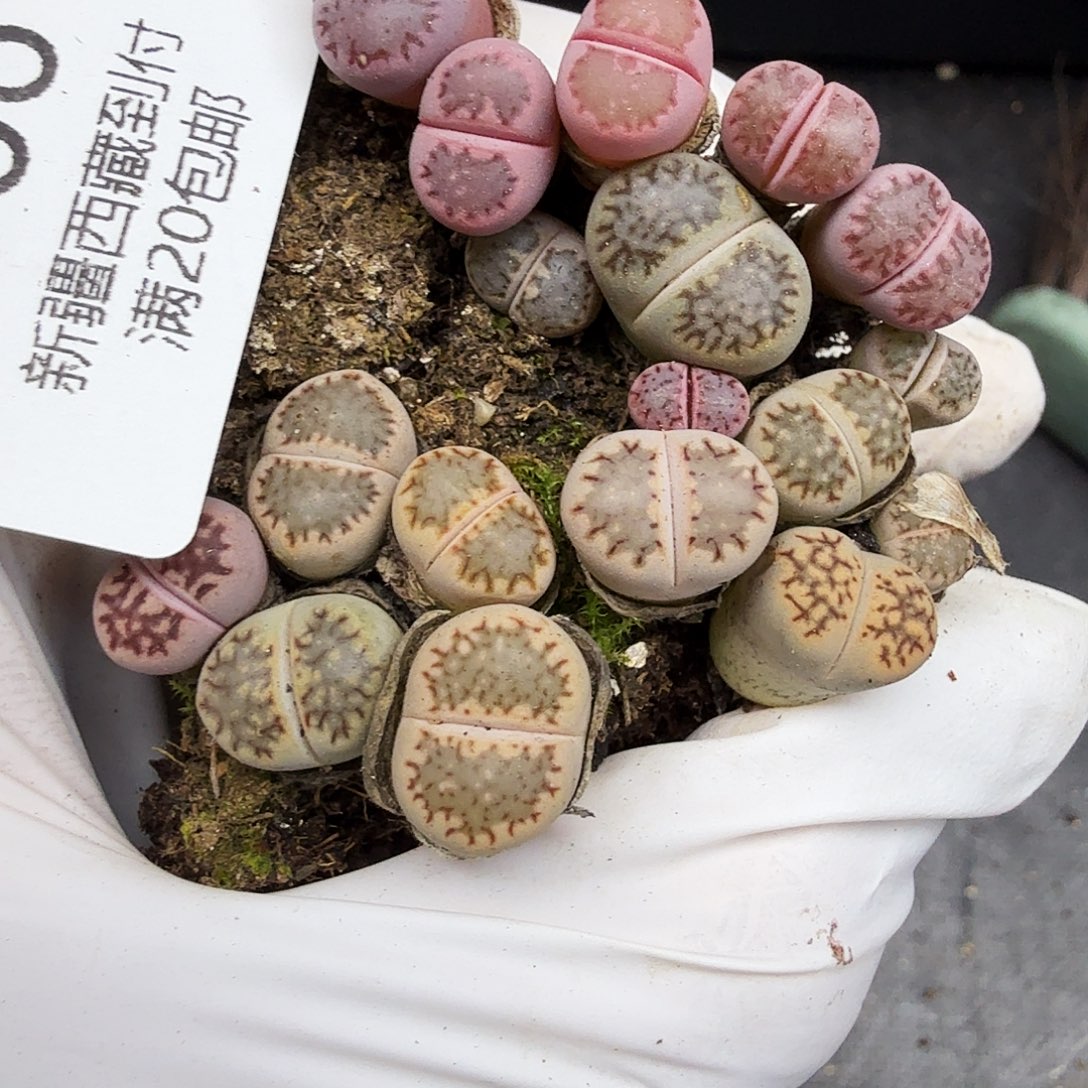 我想吃东西我自己也可以自己566