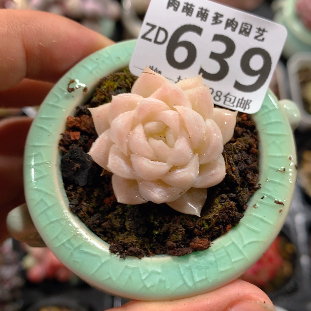 5CM拇指盆精控多肉ZD639