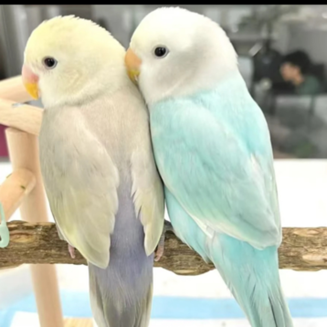 手养鹦鹉活体宠物手养鸟会说话免费指导饲养