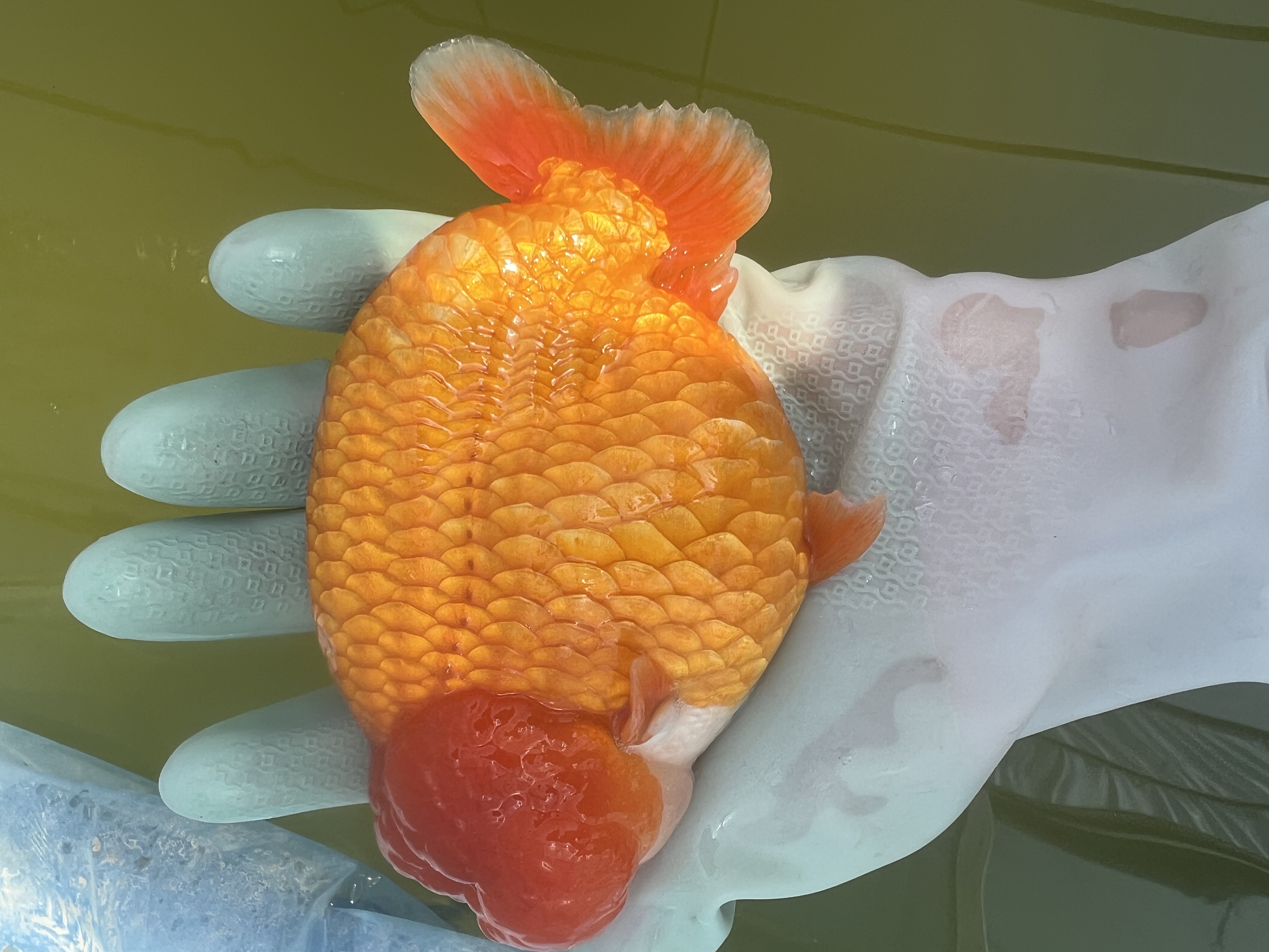 精品兰寿金鱼泰狮观赏鱼，收货必拍开箱视频，发货后退货扣运费30