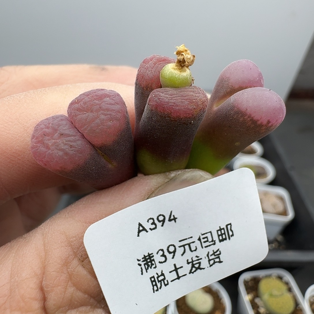 394多肉哈哈哈哈哈哈