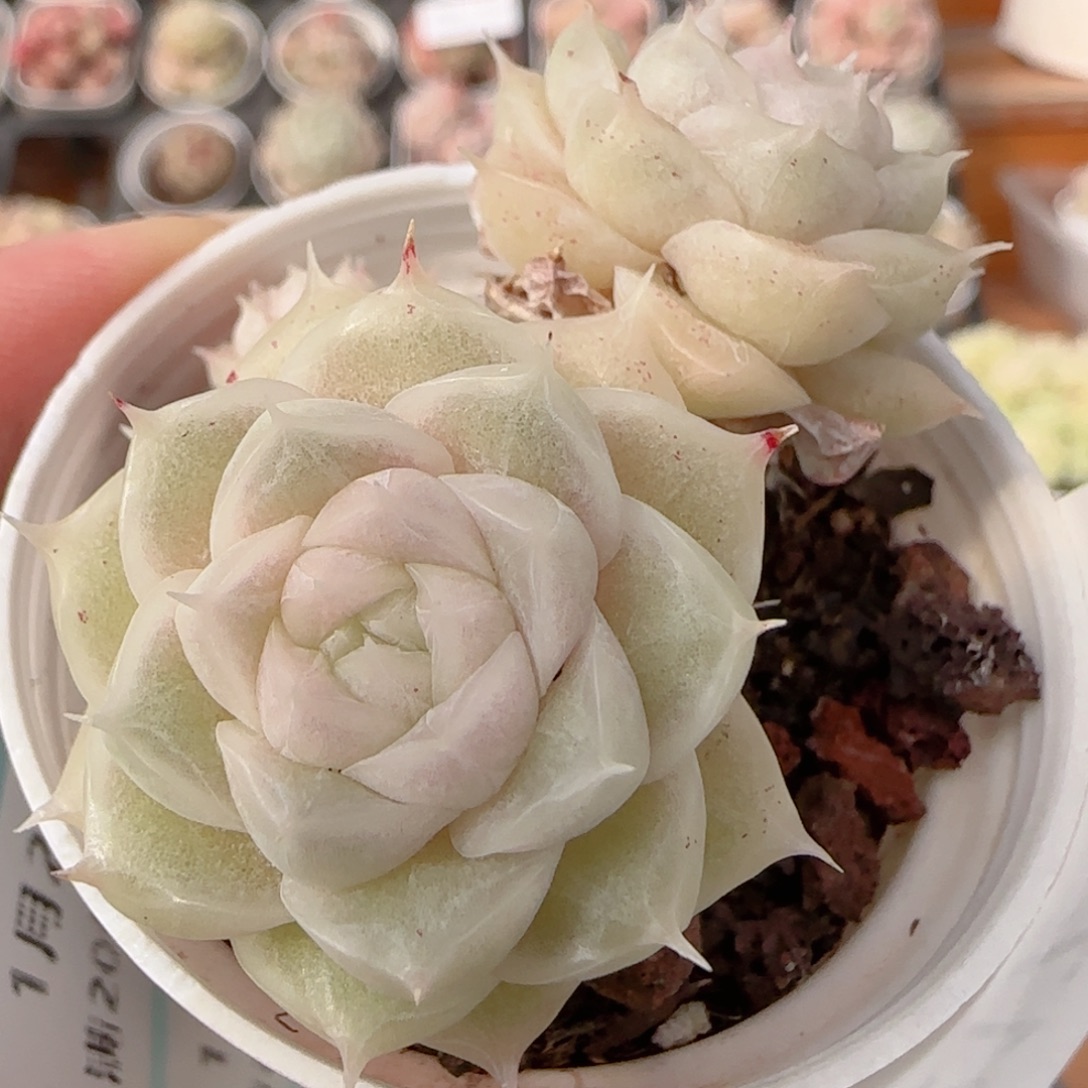 花语多肉0102-217散