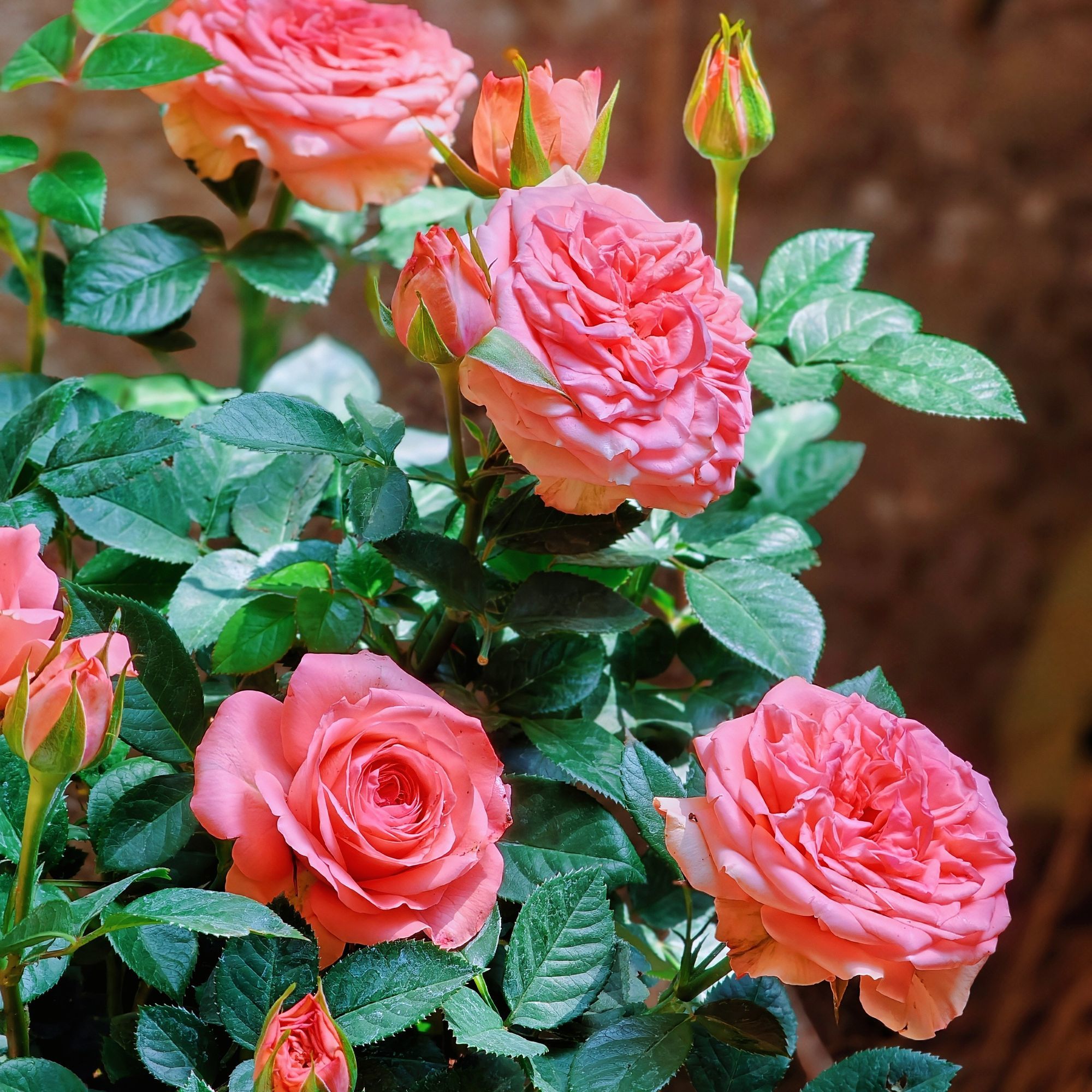 带花苞发货月季盆栽四季反复开花阳台庭院花卉绿植浓香好养活