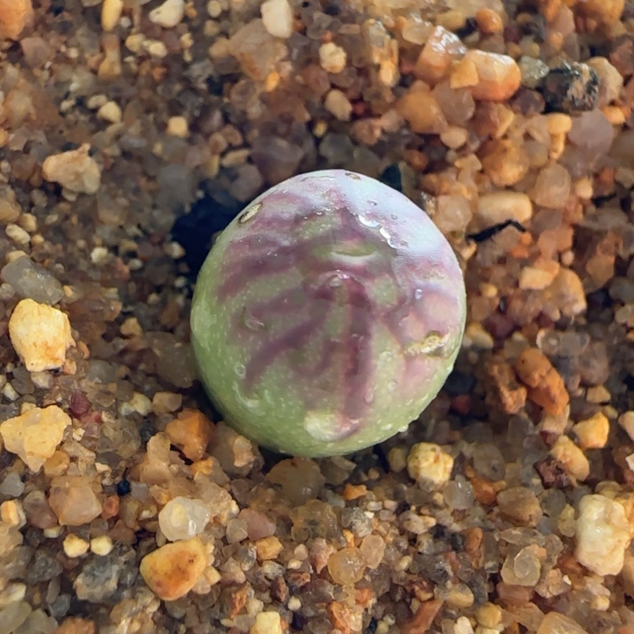 【闪购商品】0447送奶杂开播福利