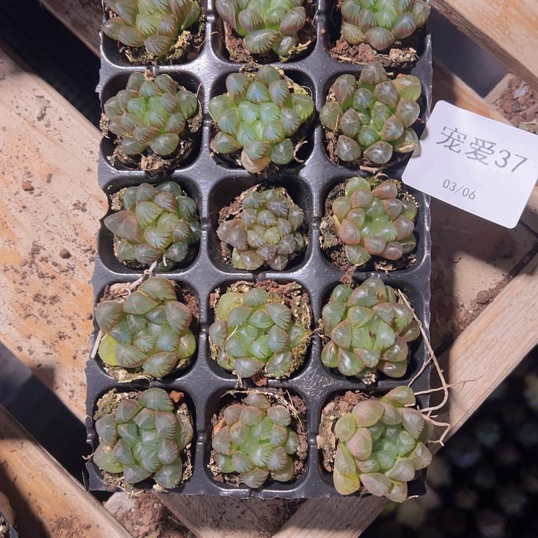 直播福利一物一拍37