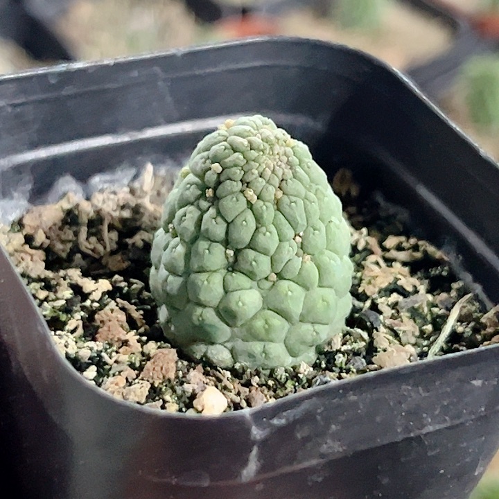 佛头玉自根仙人球