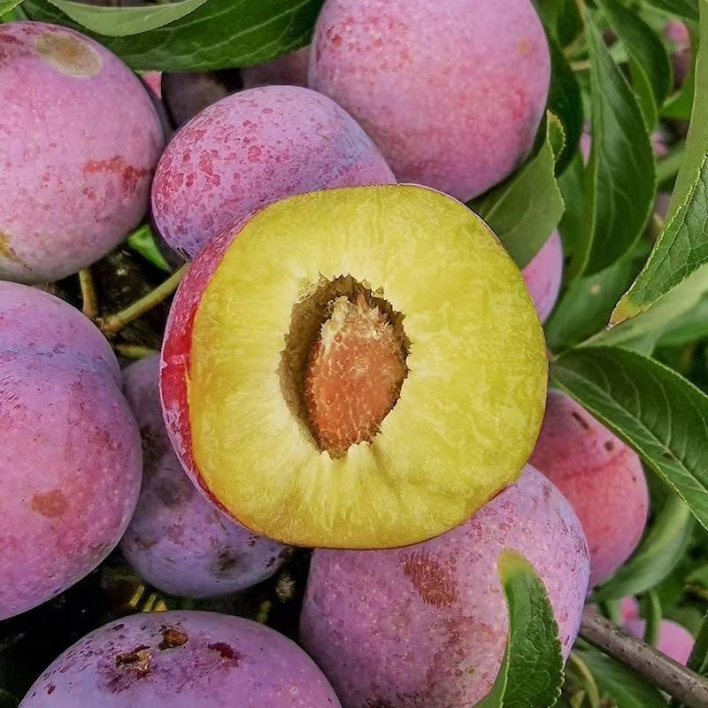 【次日达】新鲜采摘五月脆凤凰李李子水果今天拍明天到四川省