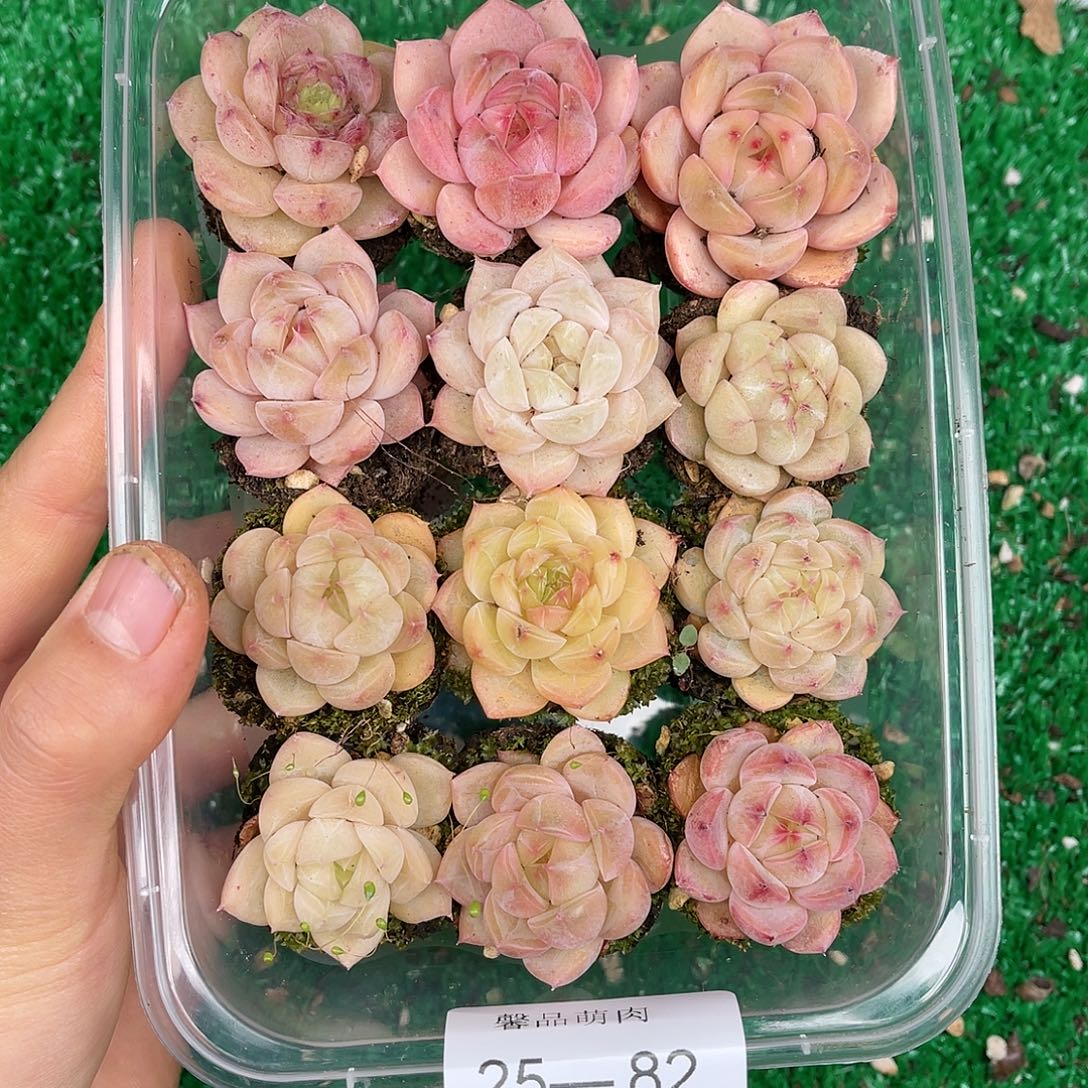 多肉一物一拍25-82