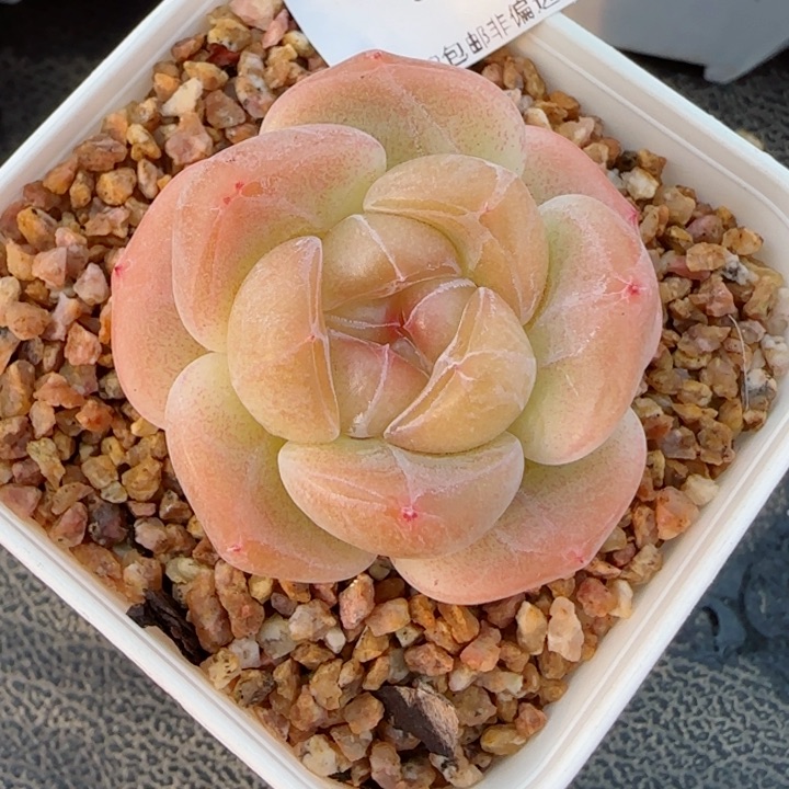 蜜糖珍妮，5018多肉