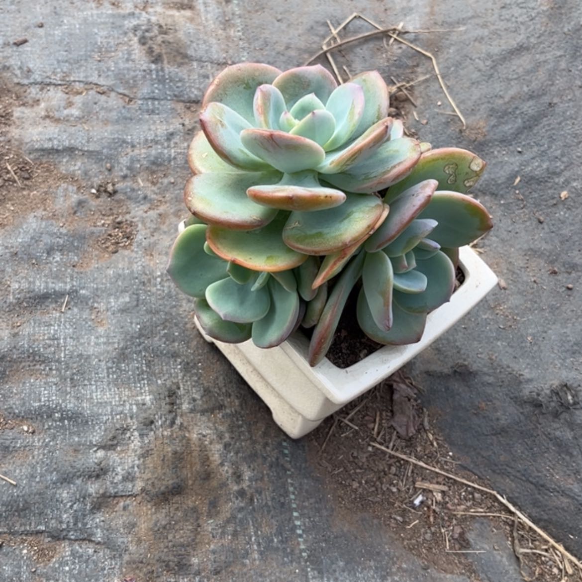 【闪购商品】无花朵流****