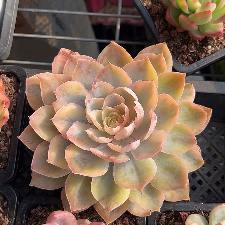 pink锦大单头15厘米