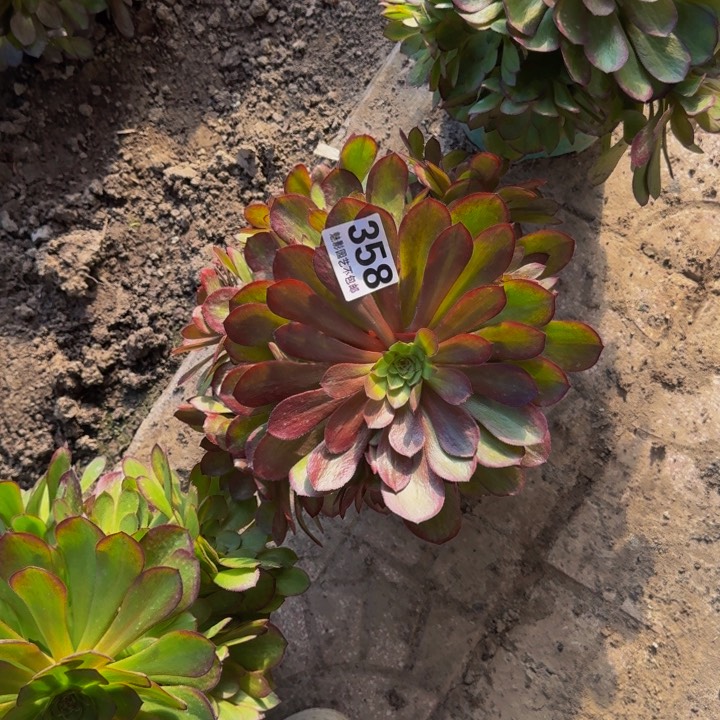 万七彩花25-25包邮花花