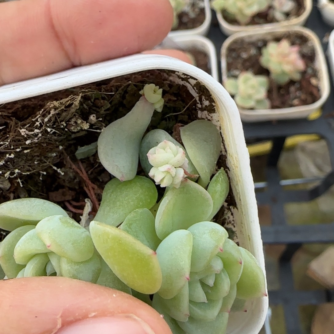 粉隐藏芝麻穴一个1床满25包邮