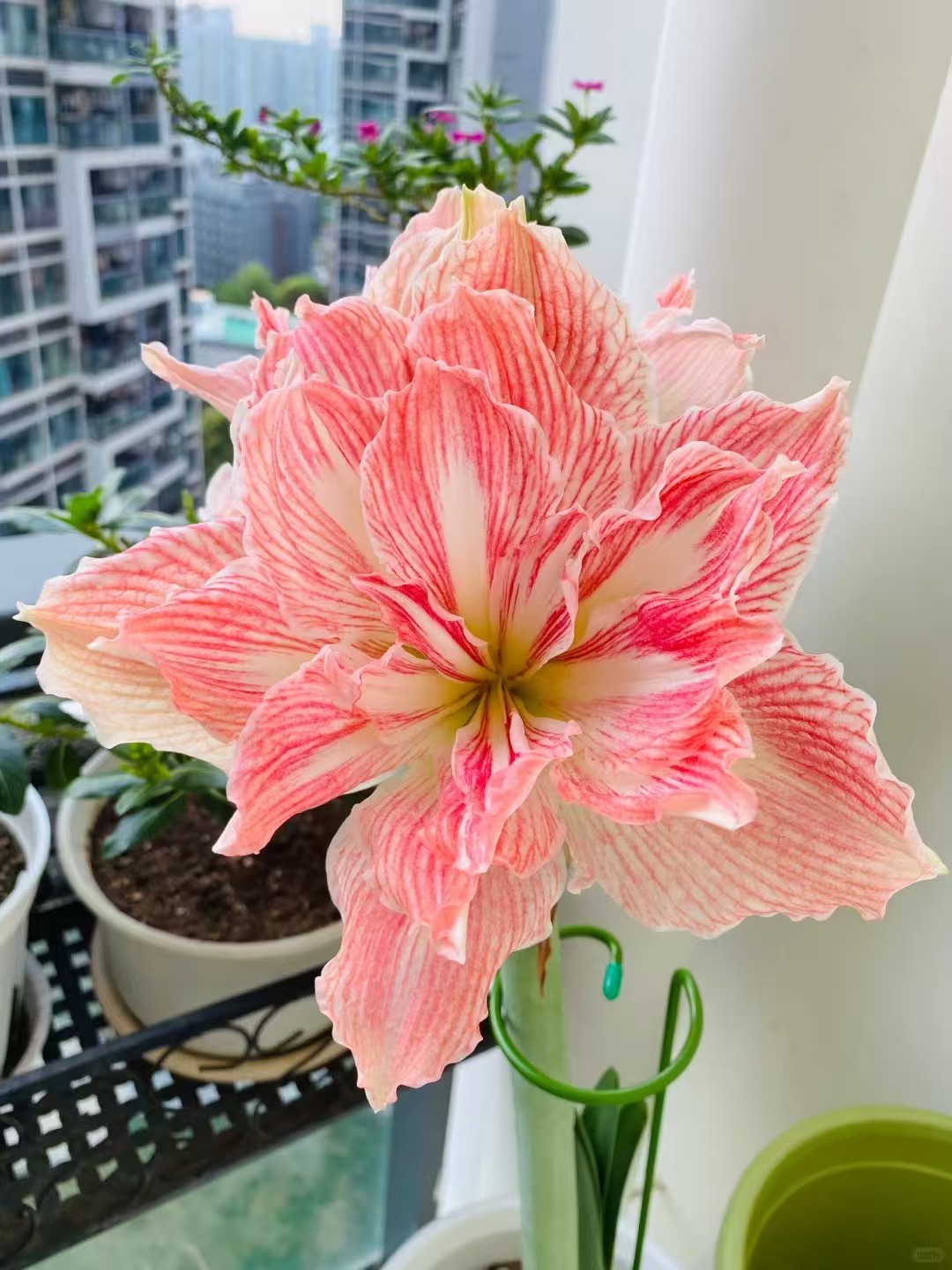 美丽仙女指定的那颗