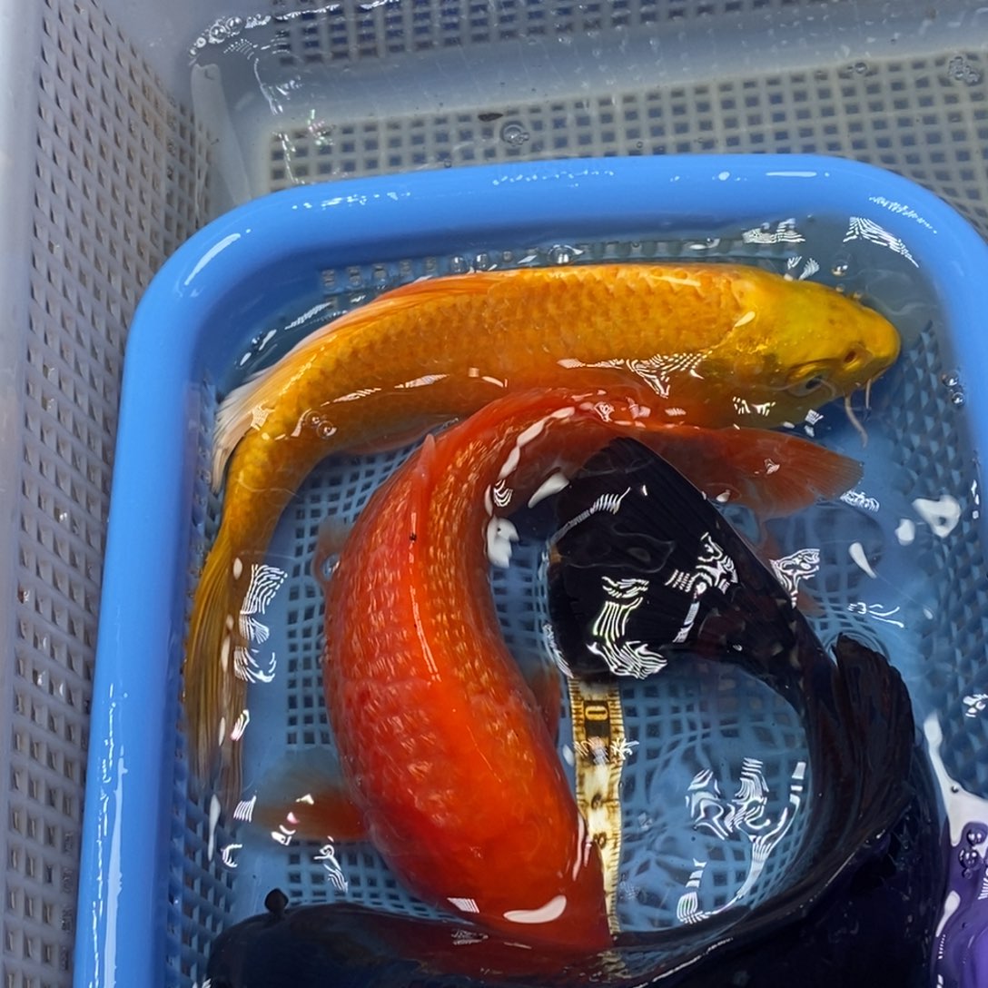 锦鲤冷水锦鲤包邮