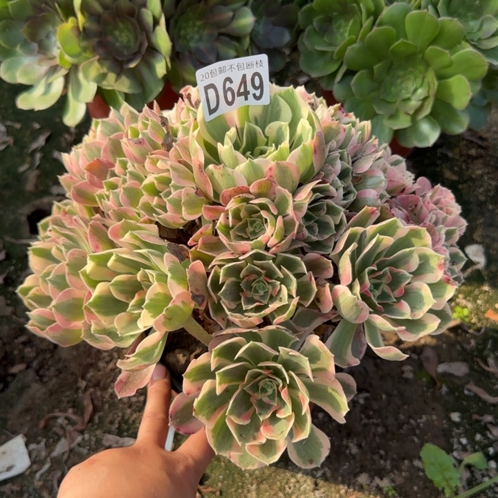 妖月……多肉植物……