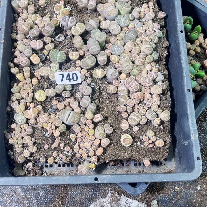 740 生石花一物一图如图带框