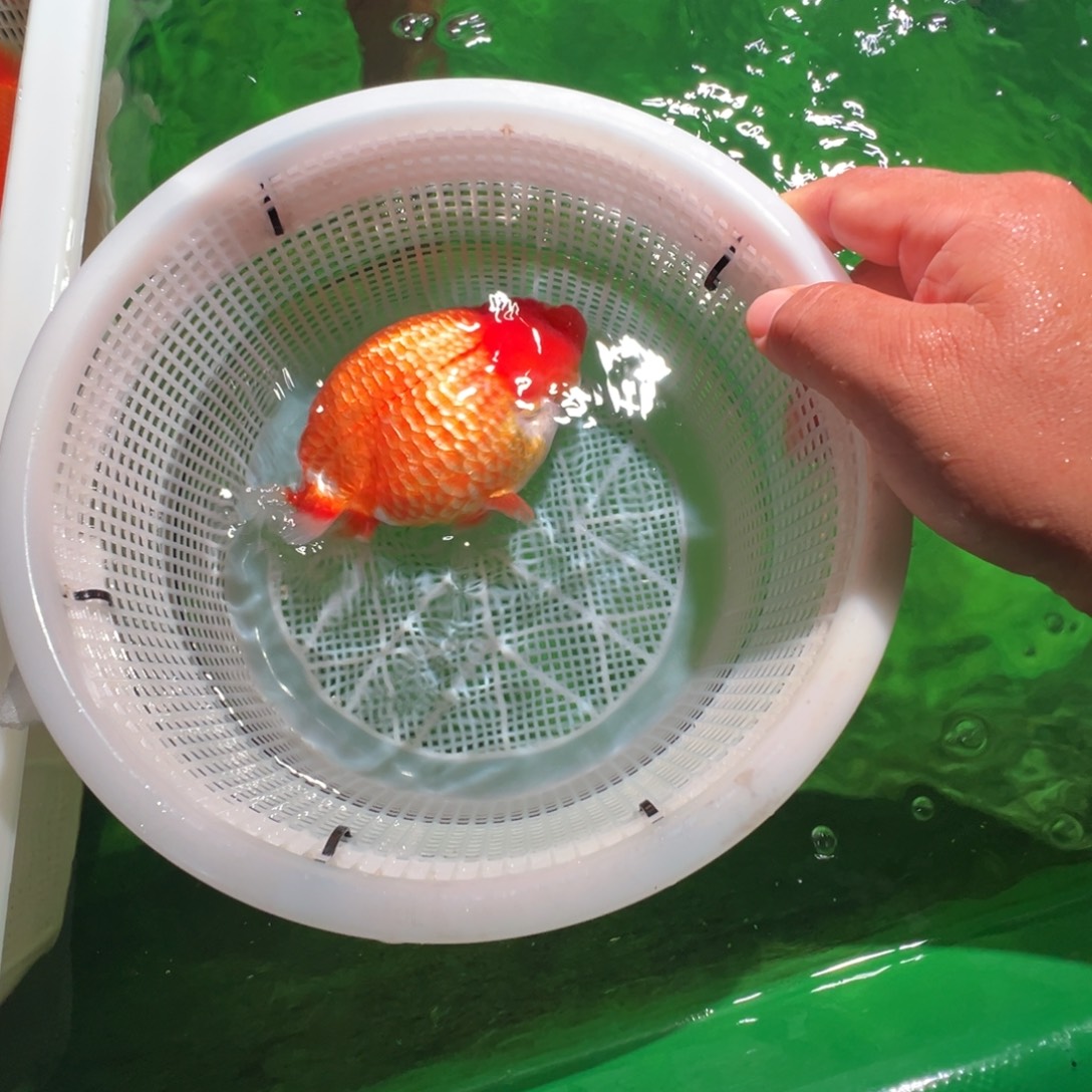 ****瑶金鱼潘氏金鱼兰寿金鱼