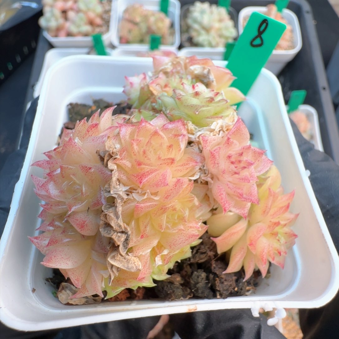 8   麦秆不包整   有瑕疵