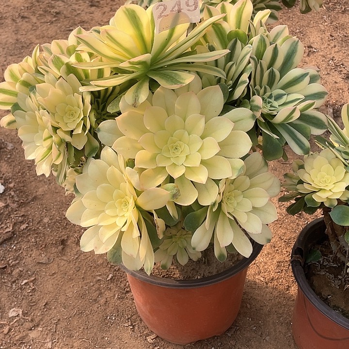 阿*桃多头法师多头法师249