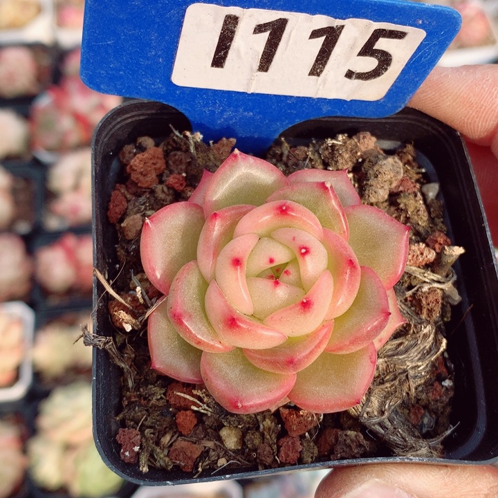 不知名5.5cm多肉植物