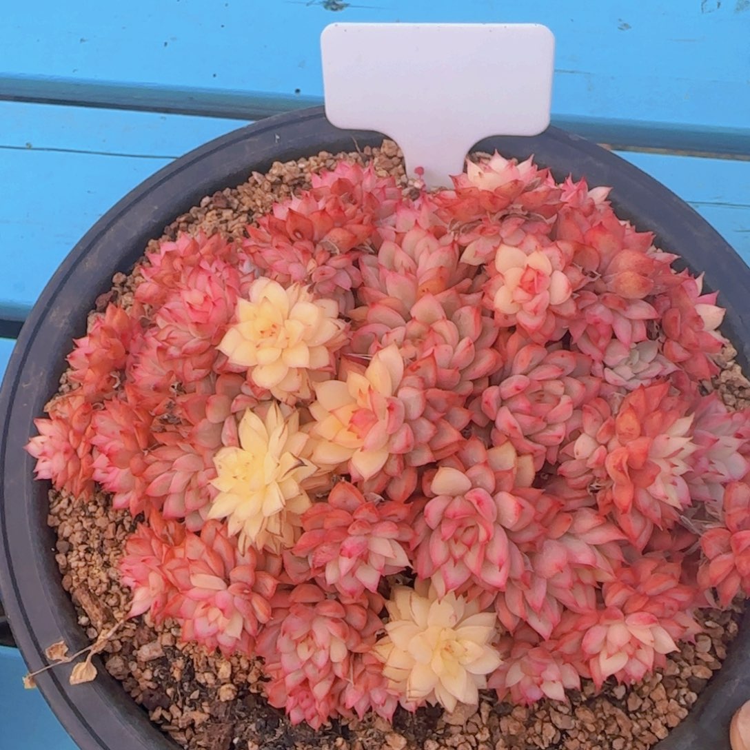 多肉植物多肉植物