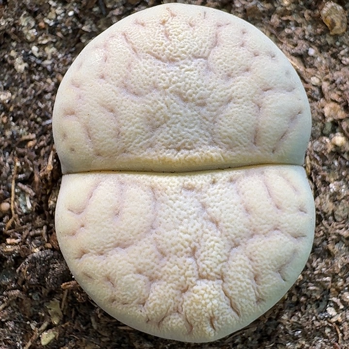 生石花111111。   236