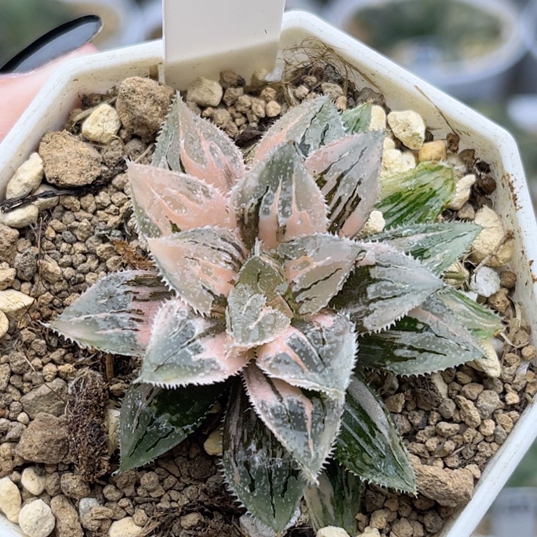 110冰砂糖锦福利专场