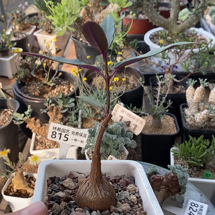 838紫背罗摩带盆一一一一