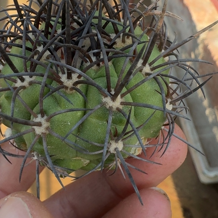 龙须玉无根微瑕666666