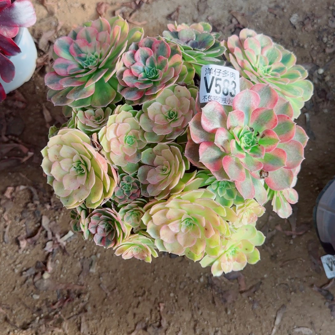 雨荷发师583冠幅25